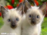 北京上古开天科技有限公司