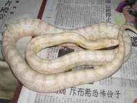 北京上古开天科技有限公司